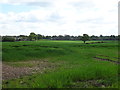 Crop field near Bank Farm in Bronington Community