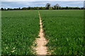 Path through crops towards Weyhill in SP11 8DA