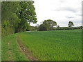 Footpath on Arable Field Boundary, Mountnessing  in CM4 9NY