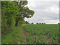 Arable Field Boundary, near Bacons Farm, Mountnessing  in CM4 9NX
