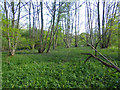 Open woodland by River Line in TN33 0NP