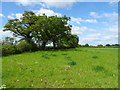 Grazing and mature hedgerow near Whitegate Farm in CH3 9EN