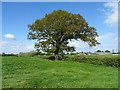 Hedgerow and mature tree, Rowleyhill in CH3 6RL