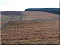 Moorland and the western edge of Robinrock Plantations in Henshaw