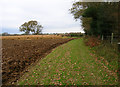 Footpath next to Mill Wood in Arlington