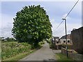 Horse chestnut tree on Church Road in S44 6AW