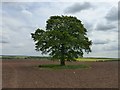Solitary tree in a ploughed field in S80 4LT