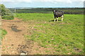 Cow near Lee Farm in EX37 9BX
