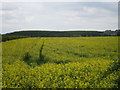 Field of oilseed rape at Castle Farm in NG32 1PS