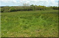Field near Greater Knowle Farm in EX37 9BJ