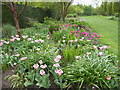Tulips in Broadview Gardens in TN11 0LG