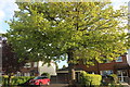 Tree on Rugby Road, Binley Woods in CV3 2BG