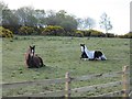 A pair of horses in KY8 5SQ