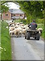 Sheep jam on the Reivers Cycle Route in CA6 4EW