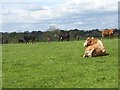 Field of cattle near Newbiggin Farm in CA6 6BZ