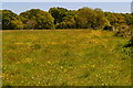 Footpath through a buttercup meadow towards Hordle in SO41 0HY