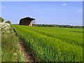 Dutch barn and barley field in OX10 6BB