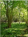 Coppiced woodland with bluebells, Ipsden Heath in OX10 6RD