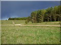 Downland, tracks and plantations, Netheravon in Netheravon