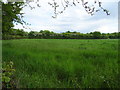 Grassland off Stock Road (B1007) in CM4 9RB