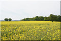 Oil seed rape near Alderstead Farm in RH1 3AD