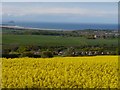 Vivid Yellow Rape Fields above Spott Village in EH42 1UU