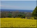 Bright Yellow Rape Fields above Spott Village in EH42 1UU