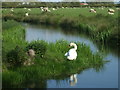A swan and sheep by Yarrow Road in Mark