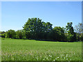 Field and trees west of byway in TN26 1EX