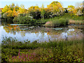South Pond, Longton Brickcroft Local Nature Reserve in PR4 5GH