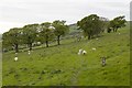 Offa's Dyke path and a field of sheep in LL17 0TG