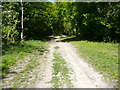 The Icknield Way entering woodland, Hexton / Lilley in LU2 8NA