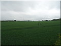 Large crop field off the B5061 in SY4 4UL