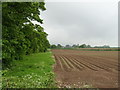 Potato field beside hedgerow in TF6 5HJ
