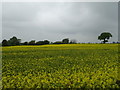 Oilseed rape crop near Uppington in TF6 5HG