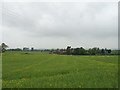 Oilseed rape crop towards Charlton House Farm in TF6 5HD