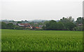 Looking over Wheat Field to Grange Farm, Great Burstead in Great Burstead and South Green
