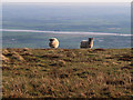 Sheep on the summit of King's Seat Hill in FK14 7PX