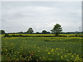 Oilseed rape crop, Weston under Lizard in TF11 8JS
