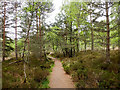Footpath of circuit of Loch Kinord in AB34 5NB