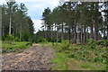 Track through recently thinned forest at Baker's Hanging in BH24 3QE