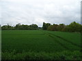 Crop field near Stretton in ST19 9LH