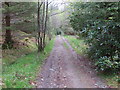 Wooded track to Auchmore in FK21 8SR
