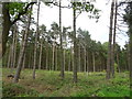 Coniferous woodland, Brindley Heath in WS12 4LH