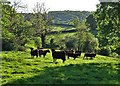 Cattle at Bank Green in Barlow & Holmesfield Ward
