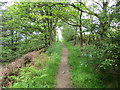 Footpath making use of an overgrown track near Biggin in HD9 7JX