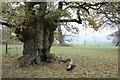 A Venerable Oak, Duncombe Park in YO62 5AT