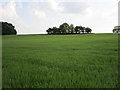 Clump of trees above Brinkle Spring Road in Heighington