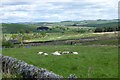 Sheep relaxing near Fell End in NE48 2HT