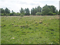 Grassland with wooded background in IP26 5AX